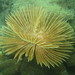 Feather duster tubeworm