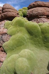 Moss on rocks unidentified photograph