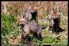Curious Fox Kits @ Blackwater NWR, MD