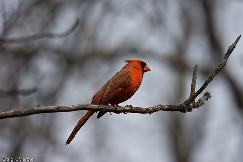 Cardinal (1 of 3)