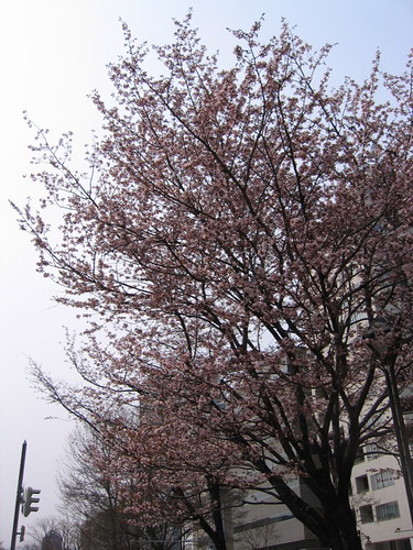 大通公園有櫻花開了