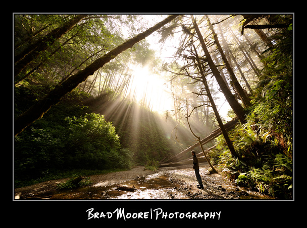 Redwoods_God_Beams