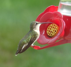 Female hummingbird tongue