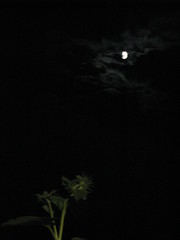 moon over lotus garden, 2