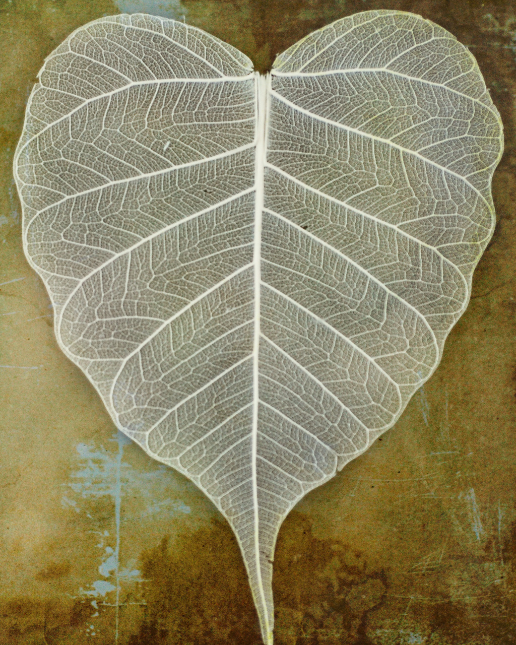 Lace leaf