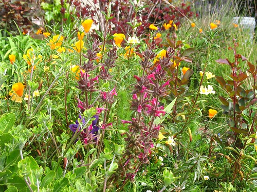 Salvia spathacea, Eschscholzia californica