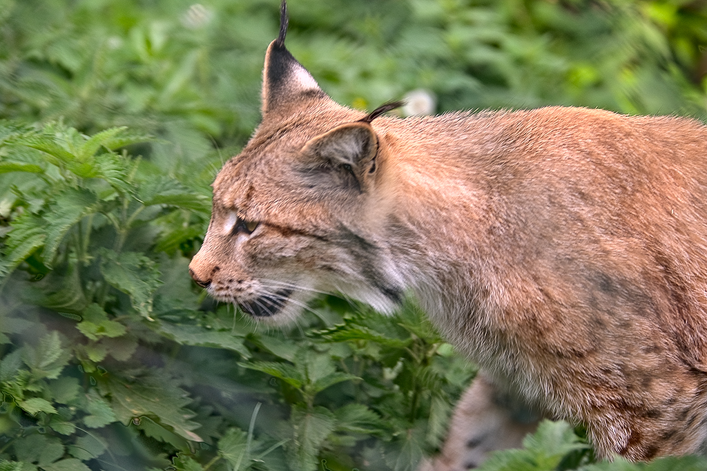 Lynx lynx.