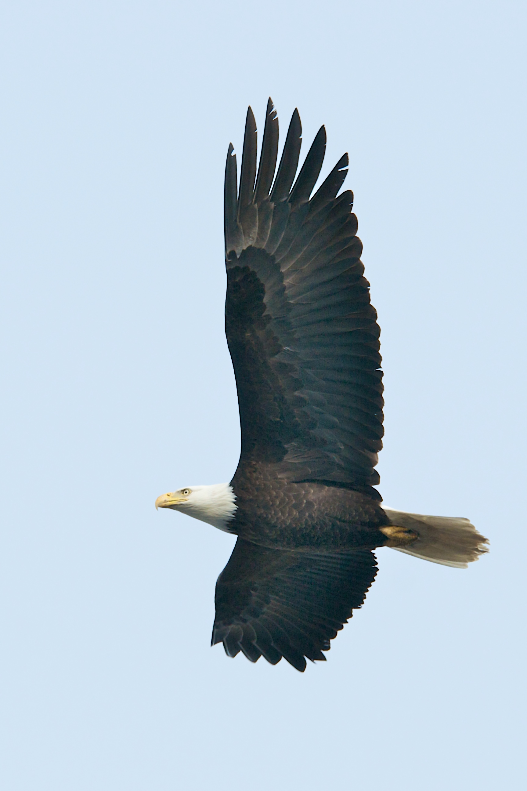 Bald Eagle Mid Flight