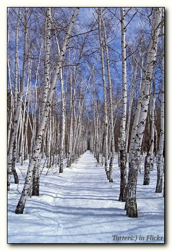 Birch avenue in the forest ©  Tatters 