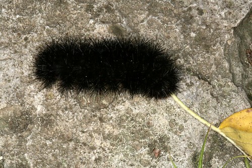 Black Hairy Worm 116