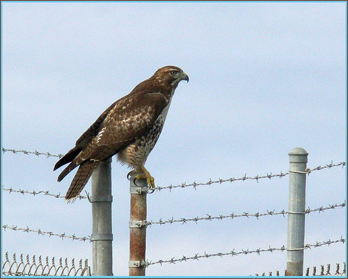 Immature Red-Tailed Hawk. Buteo jamaicensis photographed in Moss Landing, CA by Chuck Rogers. View our most interesting photos according to flickr.
