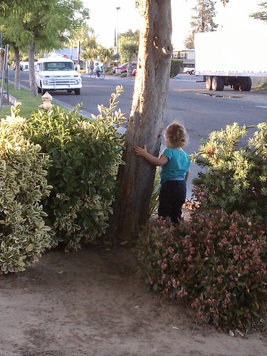 Watching traffic/hugging another tree