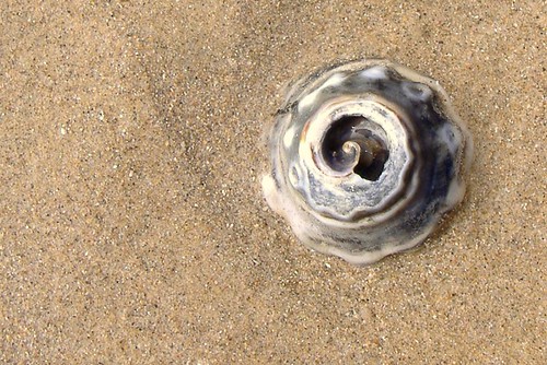 lotus8 Կ Spiral shell.