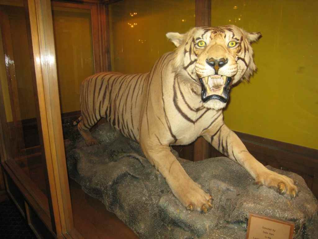 The Tiger of Baton Rouge