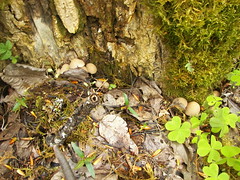 Mushrooms at the base of a tree