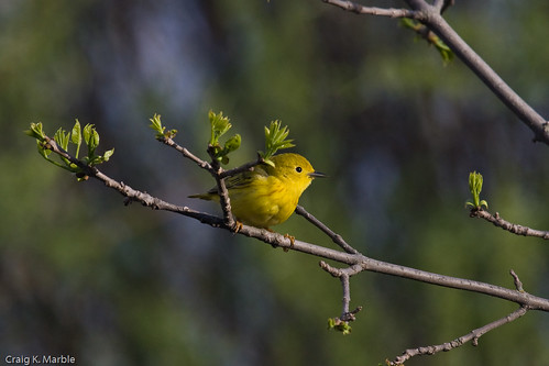 Yellow Warbler (1 of 1)-2