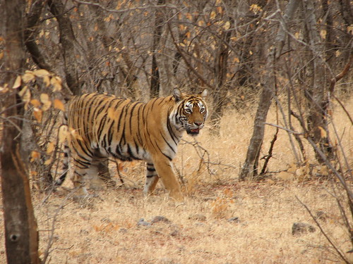 Tiger at Ranthambore in India