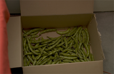 box of broad beans