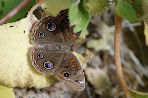 Brown Canyon Buckeye Butterfly