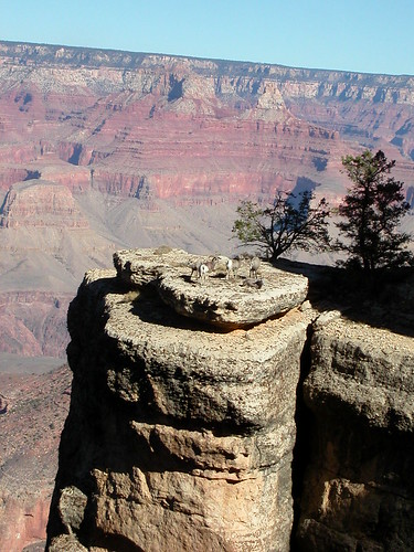 mountain goats at the grand canyon