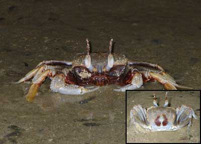 Crab-P1050812