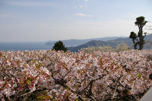 MOA美術館桜