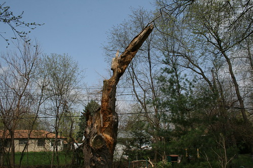 What's Left of the Willow Tree