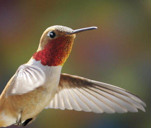 Rufous Hummingbird - All fired up to impress the ladies!, Copyright Rick Leche