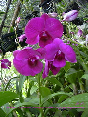 Orchid ([E] --) Tags: plant orchid flower tree    orchiflower 