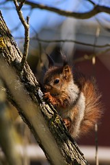 A baby squirrel