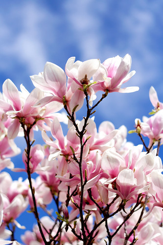 saucer magnolia tree flowers. Pink flowers on Saucer