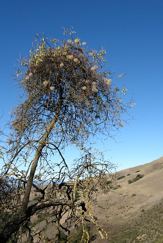 Scraggly tree