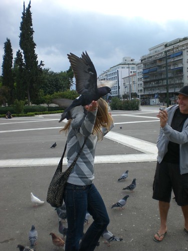 Attacking pigeons at Parliament