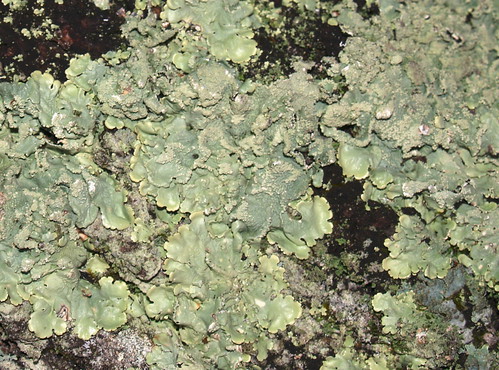 lichen 2
