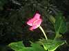 Monteverde - Hotlips Flower