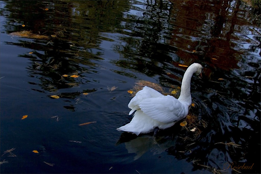 swan ©2007 RosebudPenfold