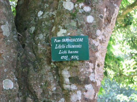lichi tree nandi hills orchard 251107