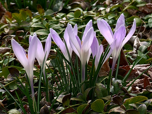 Missouri Botanical (Shaw's) Garden, in Saint Louis, Missouri, USA - purple flowers 1