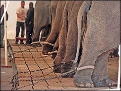 elephants abuse and bullhook