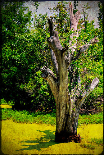 Dead Swamp Wood Texture
