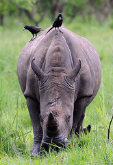 Nandi, Female White Rhino Ziwa Rhino Sanctuary, Uganda 2/2