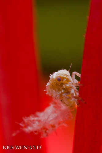 Spider Mite on Lily Flower