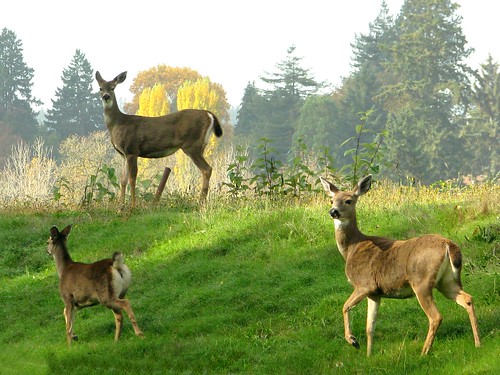 Deer | Flickr - Photo Sharing!