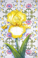 Yellow and White Iris on Blue, Print by Elizabeth Ruffing