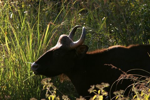 gaur in the grass