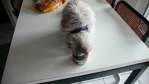 Fluffy trying to open the tin