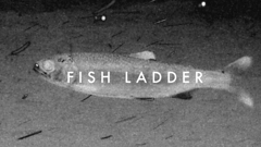 FISH LADDER - by striatic