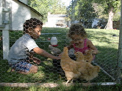 The Little Ones with the Hens