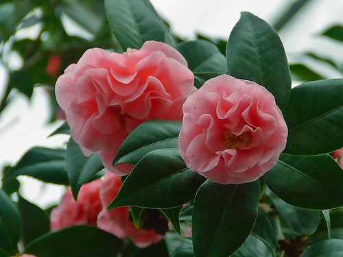 Missouri Botanical Gardens, in Saint Louis, Missouri - camellias