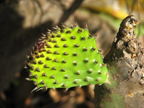 cactus lalbagh 150308 vittal pallavi anush